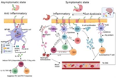 Helicobacter pylori infection may influence prevalence and disease course in myelin oligodendrocyte glycoprotein antibody associated disorder (MOGAD) similar to MS but not AQP4-IgG associated NMOSD